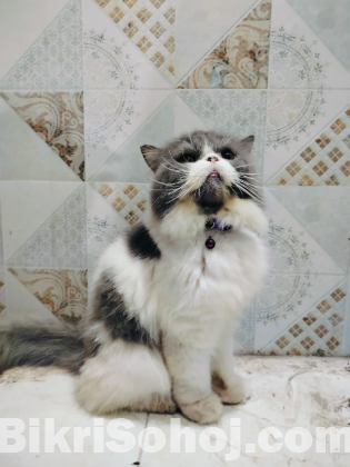 Punch face cat